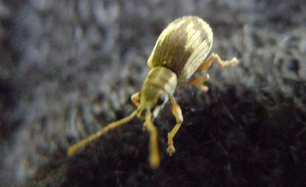 Curculionide con la freccia: Pseudomyllocerus neapolitanus
